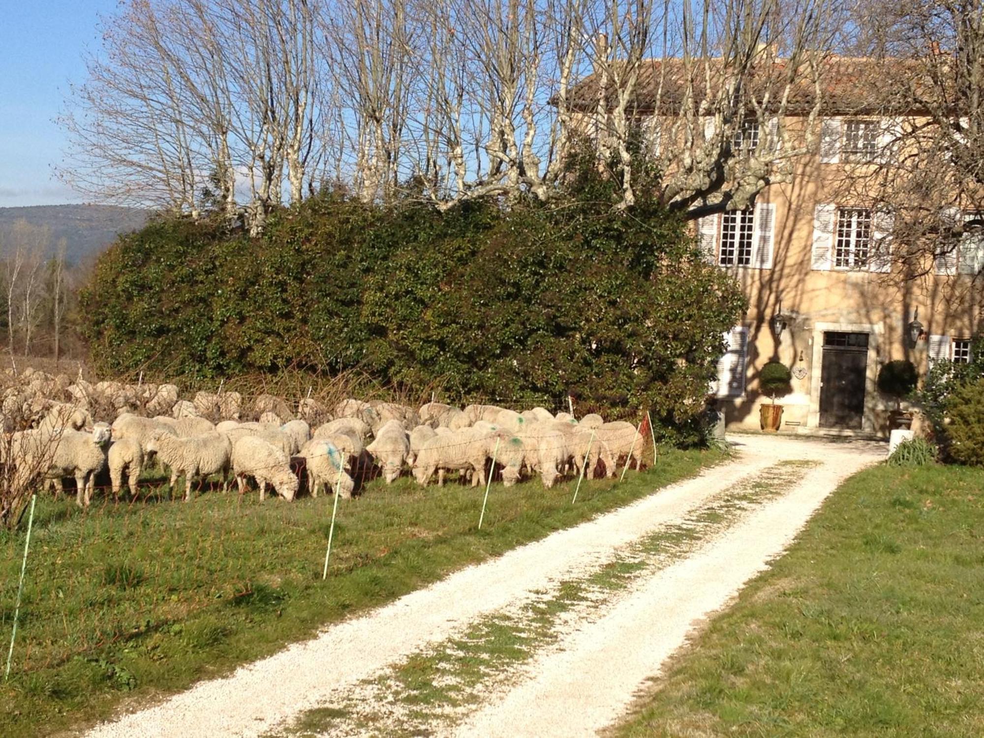 B&B Domaine Le Clos Du Pavillon Brignoles Zewnętrze zdjęcie